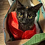 cat, black_cat, yellow_eyes, paper_bag, tissue_paper, indoor, curious, pet, animal, feline, close_up, cozy, looking_up, floor, colorful, domestic_cat, cute, whiskers, ears, face