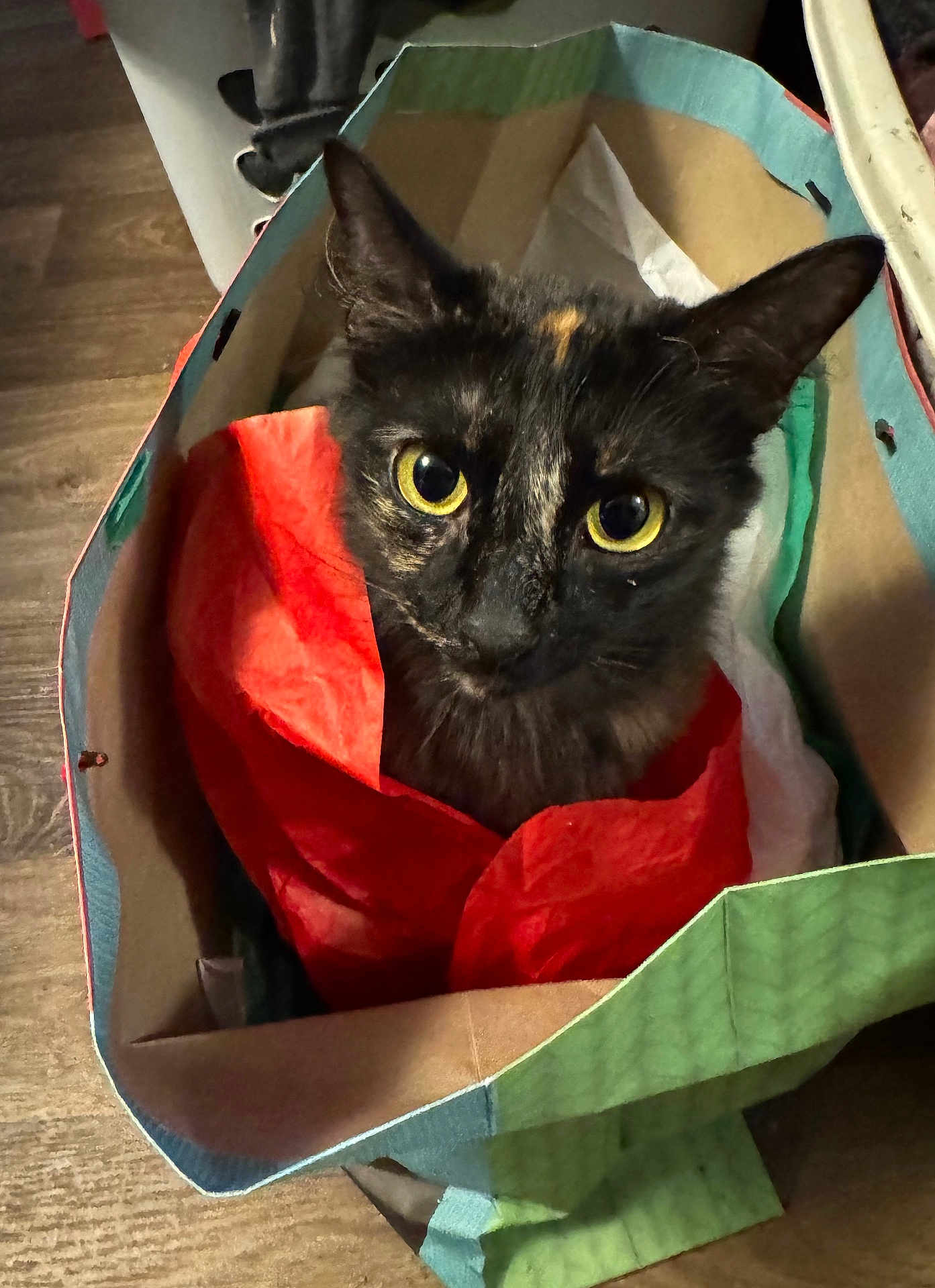 Luna Baby is registered to the contest to win money with this photo: cat, black_cat, yellow_eyes, paper_bag, tissue_paper, indoor, curious, pet, animal, feline, close_up, cozy, looking_up, floor, colorful, domestic_cat, cute, whiskers, ears, face