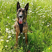 Ritz a rejoint le concours — aidez-le/la à gagner de superbes lots ! animal, canine, collar, daisies, dog, field, flowers, german_shepherd, grass, greenery, happy, leash, nature, outdoor, pet, playful, sitting, summer, sunny, tongue_out