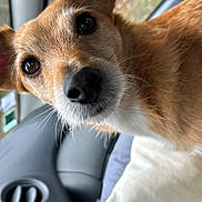 Mascotte participe au concours pour gagner de l'argent avec cette photo : dog, close_up, car_interior, pet, animal, fur, nose, eyes, ear, whiskers, pillow, seat, dashboard, control_knob, window, reflection, curious, brown, white, companion