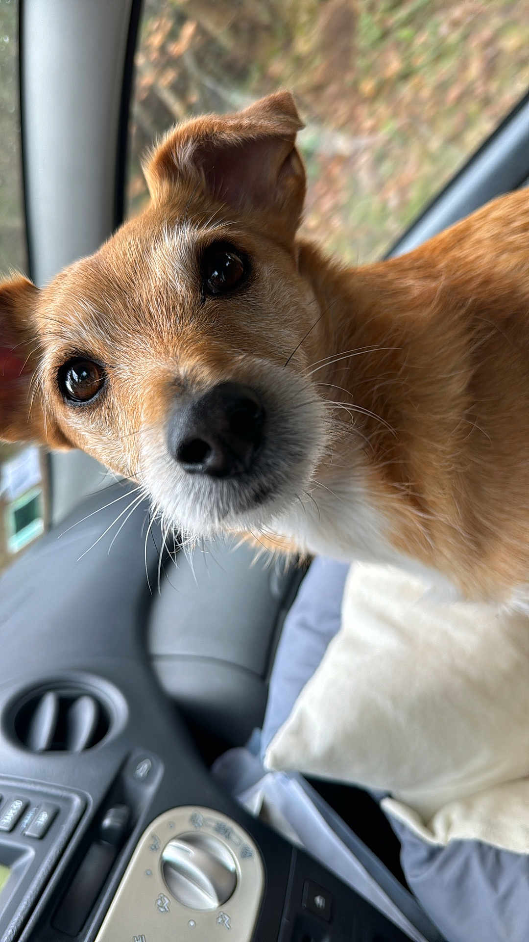 Mascotte participe au concours pour gagner de l'argent avec cette photo : dog, close_up, car_interior, pet, animal, fur, nose, eyes, ear, whiskers, pillow, seat, dashboard, control_knob, window, reflection, curious, brown, white, companion