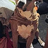 Grey Goose joined the competition — help win amazing prizes! animal, bed, blanket, brown, canine, curious, dog, domestic, ears, floor, fur, harness, household, indoor, looking, mammal, paw, pet, sitting, white