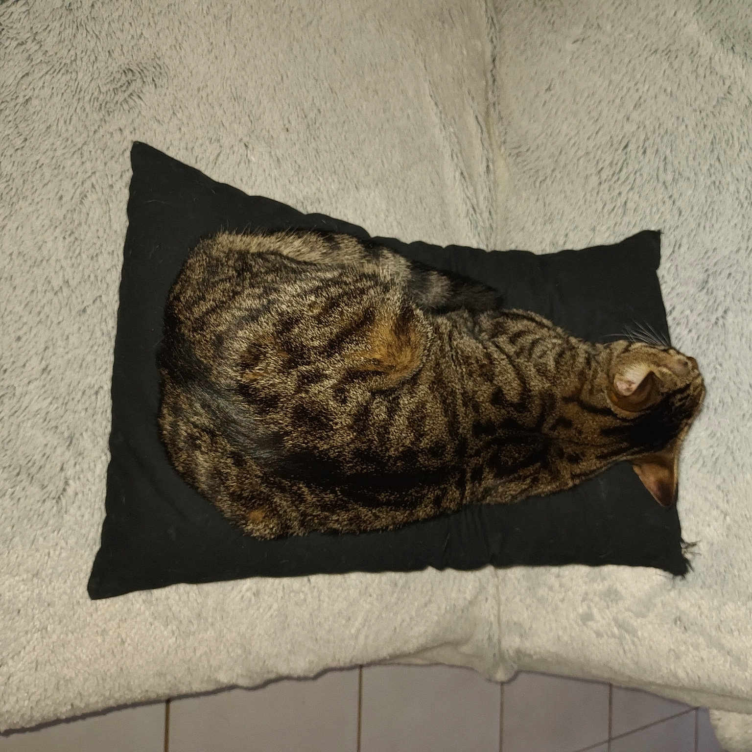 Perle a rejoint le concours — aidez-le/la à gagner de superbes lots ! art, artifact, comfort, domestic_short_haired_cat, felidae, font, fur, grey, gunny_sack, linens, pattern, rectangle, rock, small_to_medium_sized_cats, studio_couch, tail, terrestrial_animal, trunk, visual_arts, wood