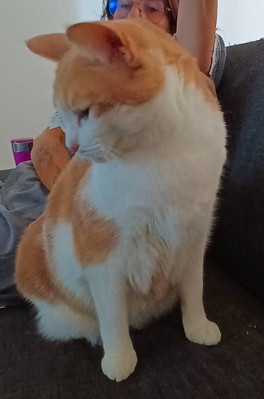 Loulou a rejoint le concours — aidez-le/la à gagner de superbes lots ! carnivore, cat, claw, companion_dog, domestic_short_haired_cat, felidae, flooring, foot, fur, human_leg, paw, sitting, small_to_medium_sized_cats, snout, tail, terrestrial_animal, whiskers, wood