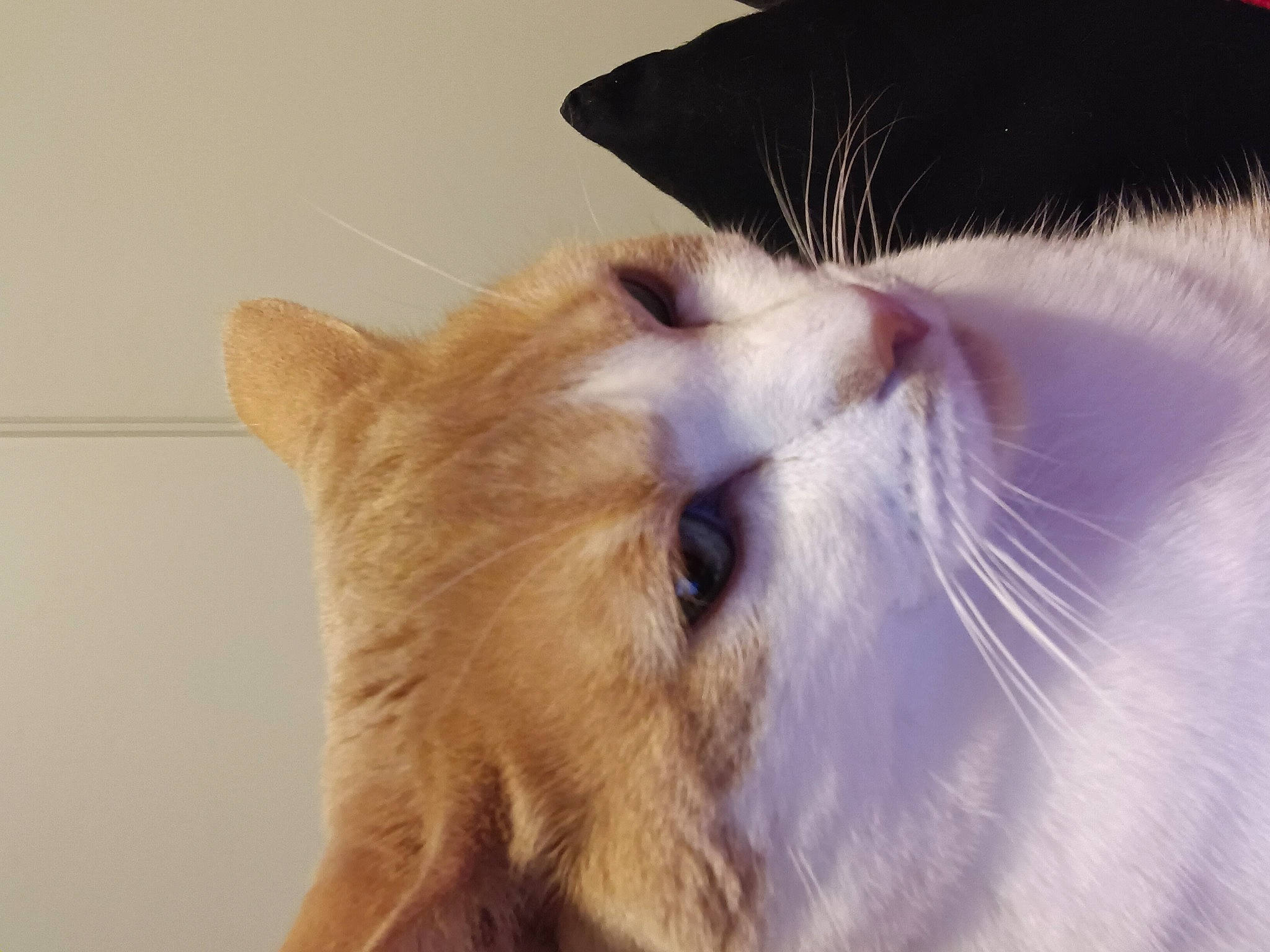 Loulou participe au concours pour gagner de l'argent avec cette photo : balinese, beard, birman, carnivore, cat, domestic_short_haired_cat, ear, eye, eyelash, fang, fawn, felidae, fur, paw, small_to_medium_sized_cats, snout, tail, terrestrial_animal, whiskers, working_animal