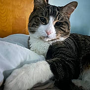 Keanu is registered to the contest to win money with this photo: animal, bed, cat, close_up, cute, domestic_cat, feline, fur, household, indoor, paw, pet, portrait, relaxing, resting, sleepy, soft, tabby, whiskers, white_paws