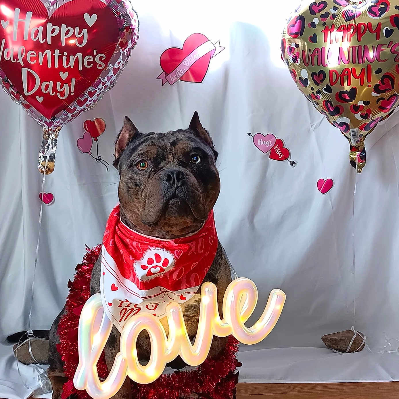 Illidan joined the competition — help win amazing prizes! animal, balloon, birthdaycake, bostonbull, bulldog, cake, canine, cream, dessert, dog, envelope, food, frenchbulldog, greetingcard, loveheartsymbol, mail, people, person, pet, symbol