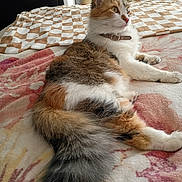 Miss Kitty is registered to the contest to win money with this photo: cat, calico, feline, pet, indoor, bed, blanket, fur, animal, relaxing, domestic, tail, collar, side_view, cozy, resting, soft, patterned, whiskers, ears