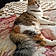 Miss Kitty
