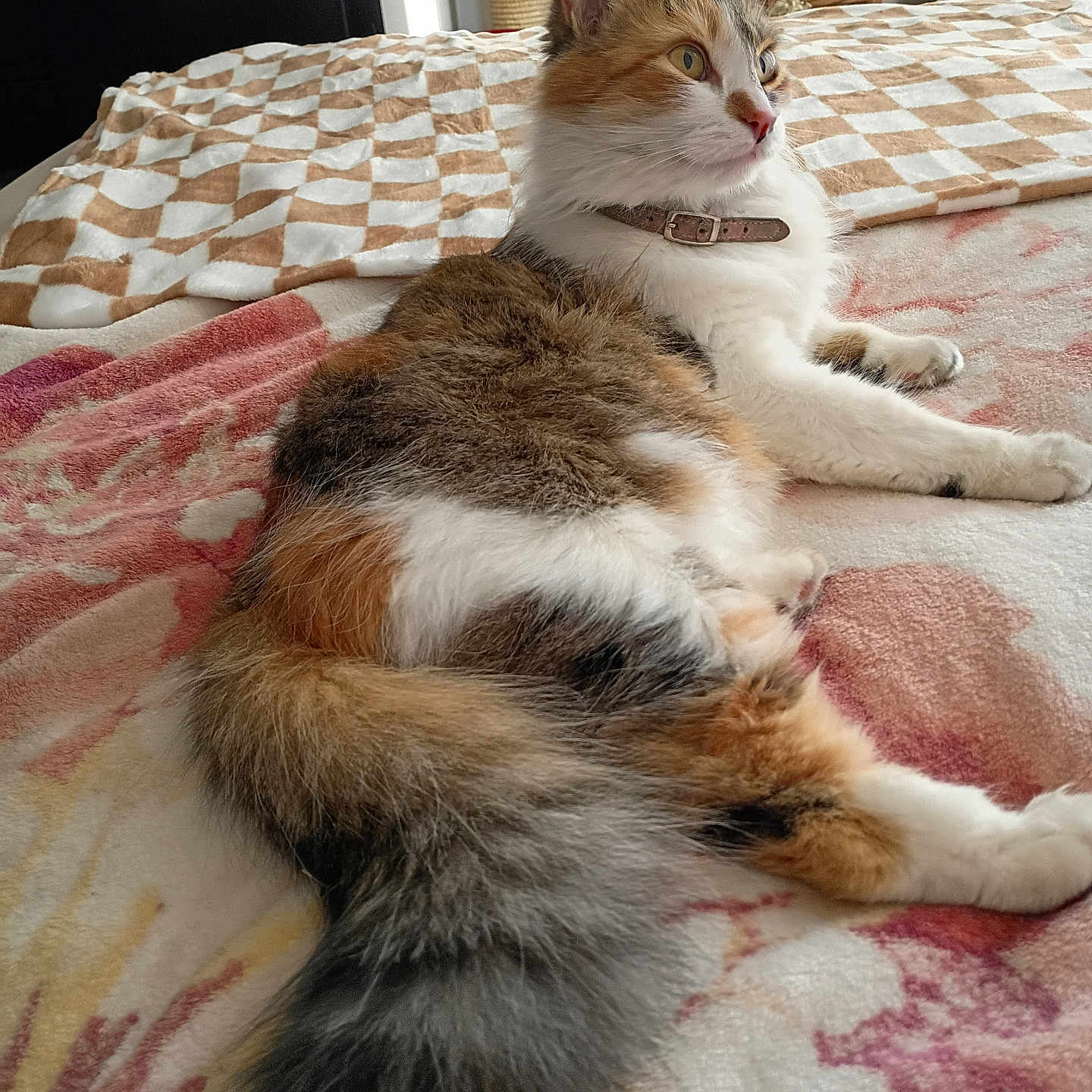 Miss Kitty