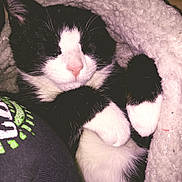 Kalie joined the competition — help win amazing prizes! cat, tuxedo_cat, sleeping_cat, blanket, paws, whiskers, pink_nose, cozy, indoor, close_up, pet, fur, snout, paws_tucked, face, domestic_cat, black_and_white, sherpa_blanket, nap, soft_texture