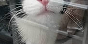 Kalie is registered to the contest to win money with this photo: cat, close_up, pressed_against_glass, whiskers, pink_nose, reflection, glass, indoor, pet, portrait, curious, wide_eyed, food_bowl, metal_bowl, blurred_background, mobile_screenshot, black_and_white_fur, fur, smushed_face, cute