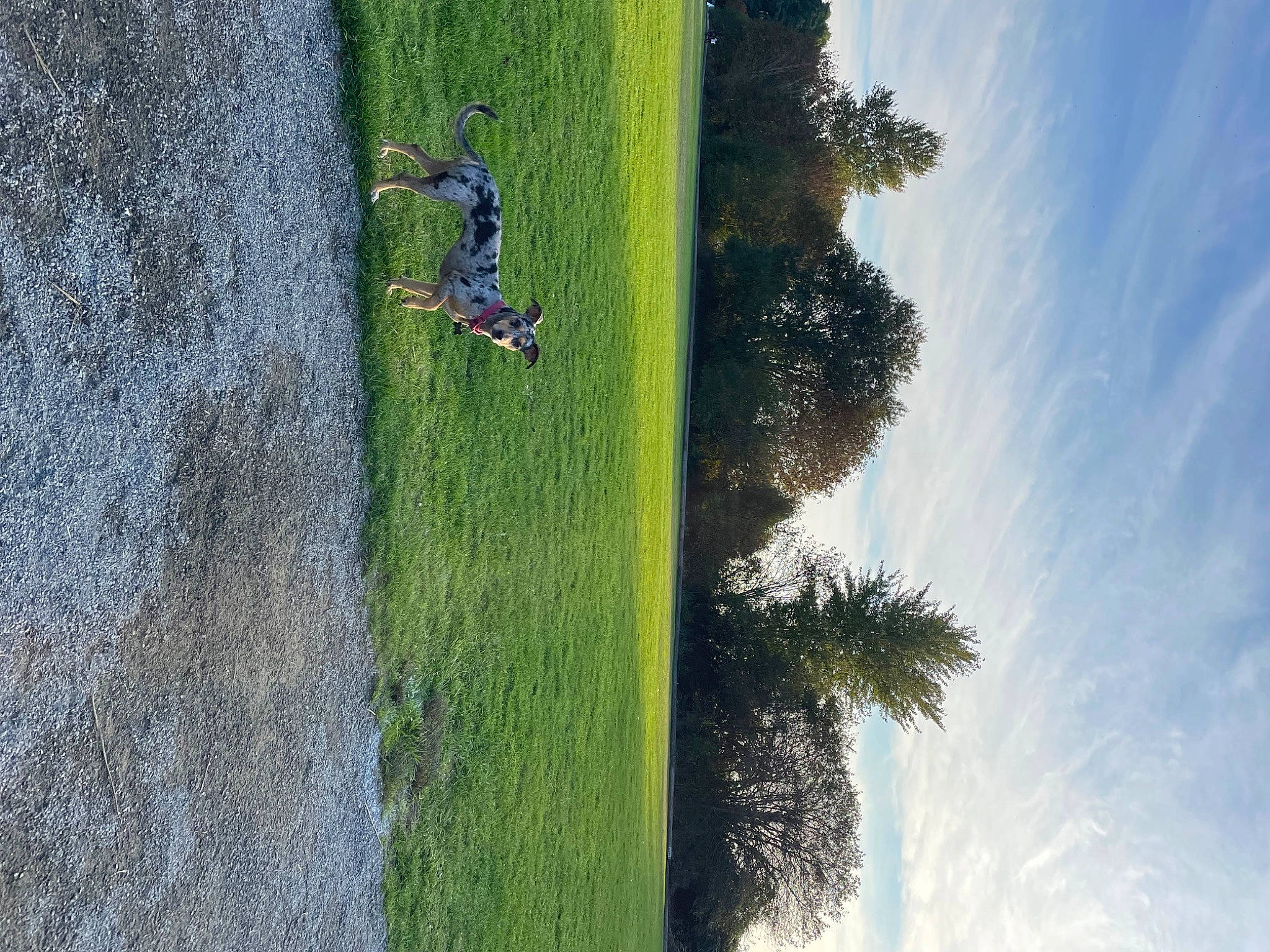 Jiffy is registered to the contest to win money with this photo: azure, branch, cloud, extreme_sport, forest, grass, grassland, landscape, leisure, people_in_nature, plant, recreation, sky, slope, tree, trunk, water, watercourse, wood, woody_plant