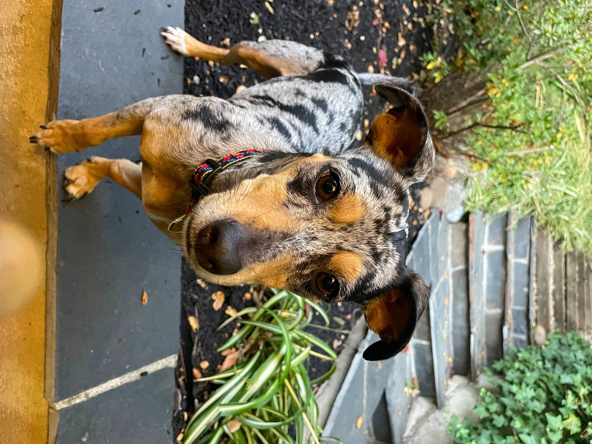 Jiffy joined the competition — help win amazing prizes! art, big_cats, carnivore, dog_breed, fawn, fence, foot, grass, home_fencing, metal, military_camouflage, pattern, picket_fence, plant, snout, terrestrial_animal, tree, water, window, working_animal