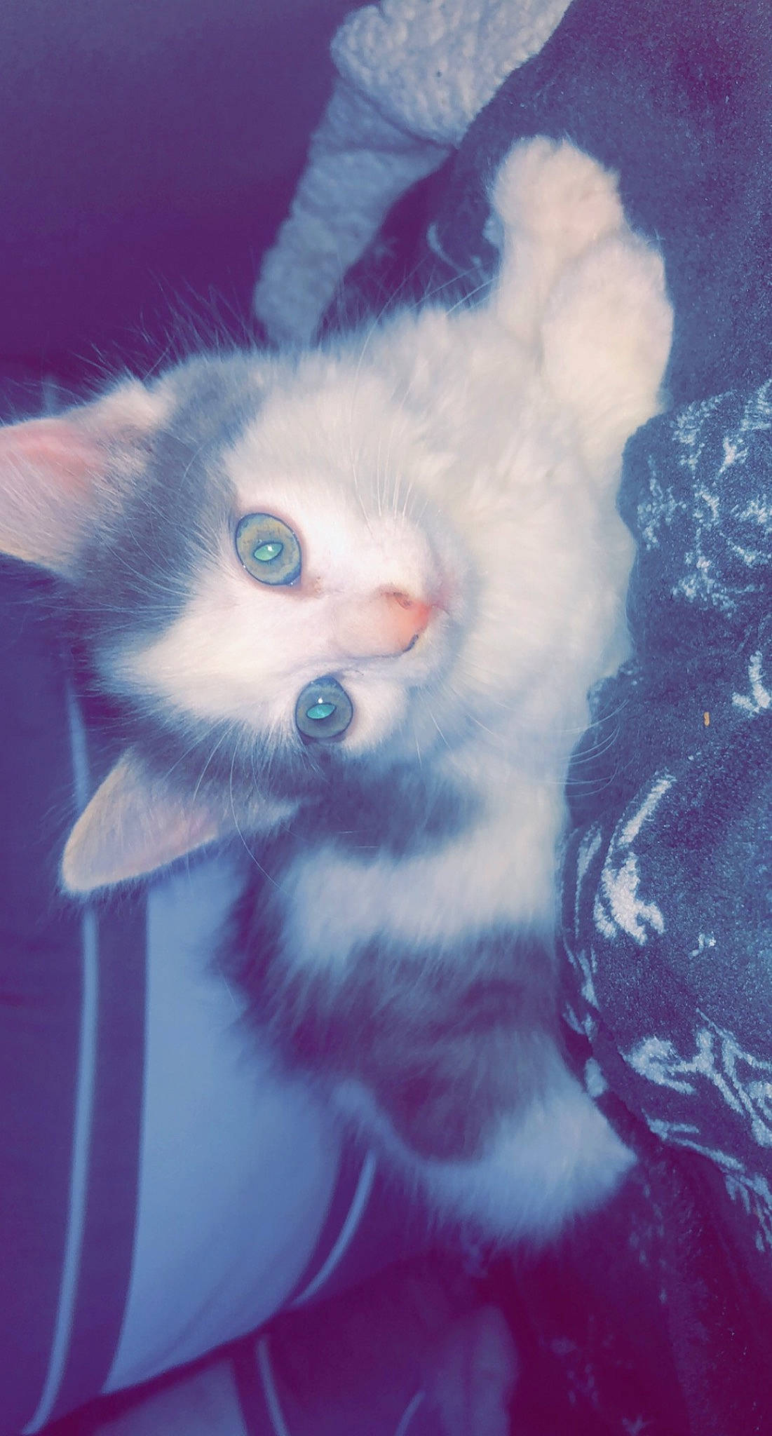 Haze a rejoint le concours — aidez-le/la à gagner de superbes lots ! carnivore, cat, ear, eye, felidae, fur, iris, kitten, nose, ojos_azules, polydactyl_cat, small_to_medium_sized_cats, snout, tail, turkish_angora, turkish_van, whiskers