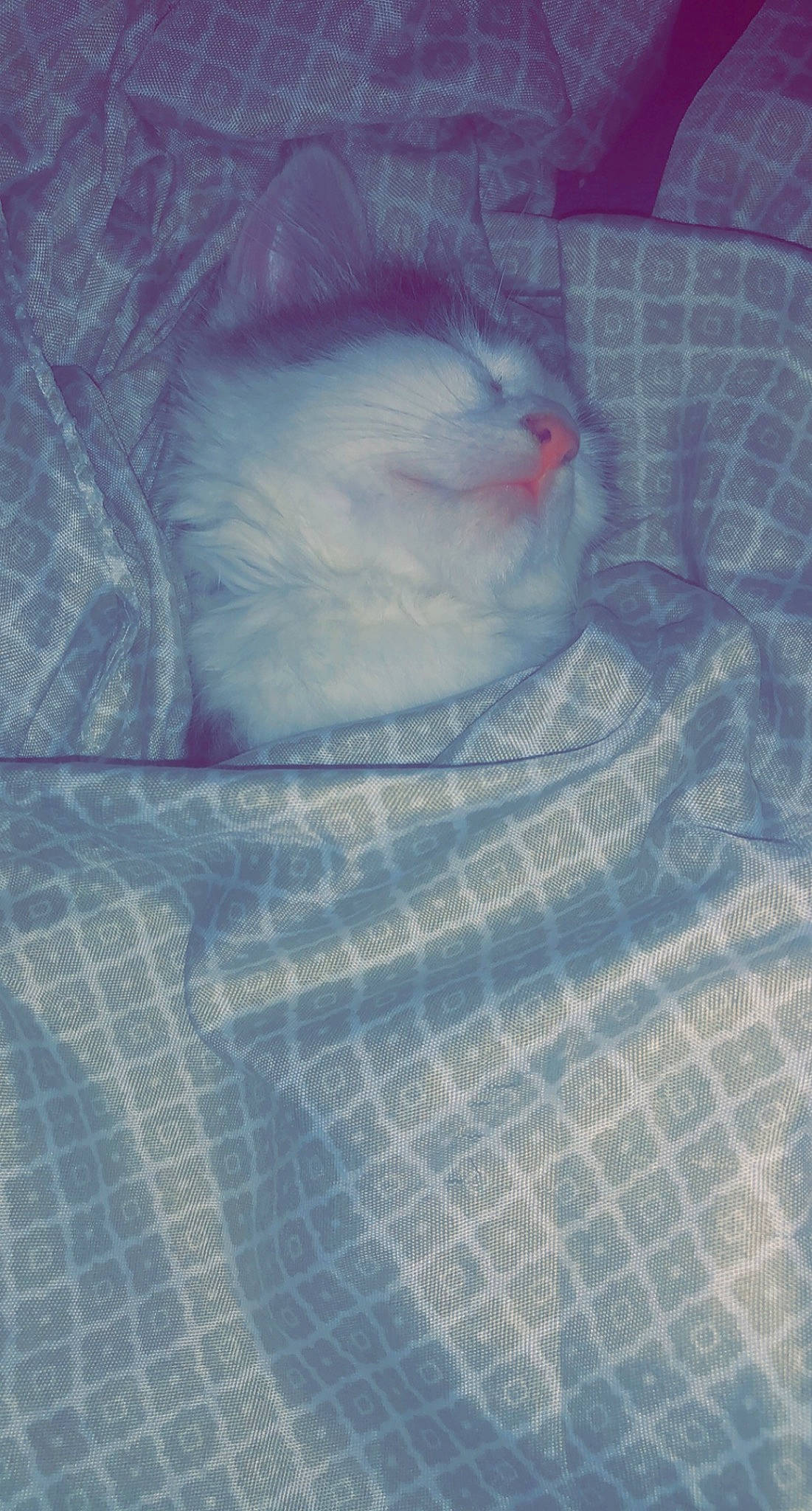 Haze a rejoint le concours — aidez-le/la à gagner de superbes lots ! blue, cat, felidae