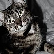 Mauricette participe au concours pour gagner de l'argent avec cette photo : cat, tabby, green_eyes, whiskers, fur, pet, animal, domestic_cat, lying_down, bed, sheet, shadow, portrait, close_up, indoor, curious, striped, feline, relaxed, cute