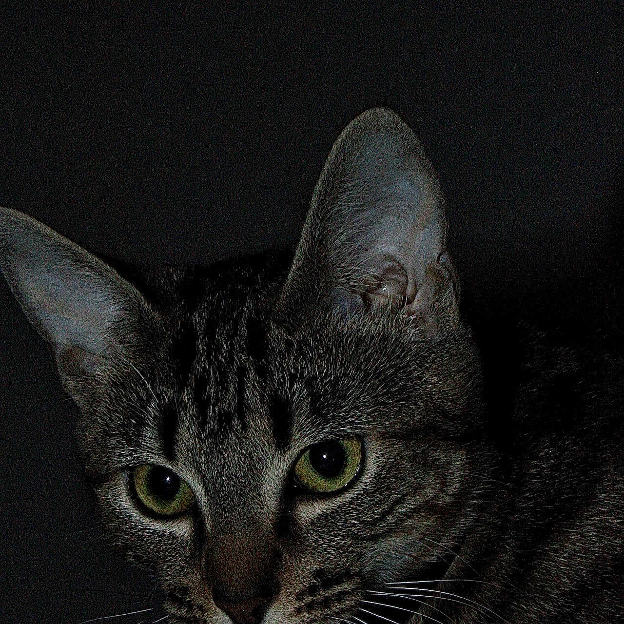 Mauricette a rejoint le concours — aidez-le/la à gagner de superbes lots ! cat, tabby, animal, pet, whiskers, ears, eyes, fur, portrait, closeup, curious, feline, mammal, dark_background, nocturnal, indoor, domestic_animal, alert, face, head