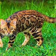 Moustique a rejoint le concours — aidez-le/la à gagner de superbes lots ! cat, bengal_cat, animal, grass, outdoor, pet, wild_pattern, feline, nature, walking, alert, mammal, eyes, tail, fur, whiskers, predator, carnivore, domestic_cat, closeup