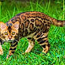 cat, bengal_cat, animal, grass, outdoor, pet, wild_pattern, feline, nature, walking, alert, mammal, eyes, tail, fur, whiskers, predator, carnivore, domestic_cat, closeup
