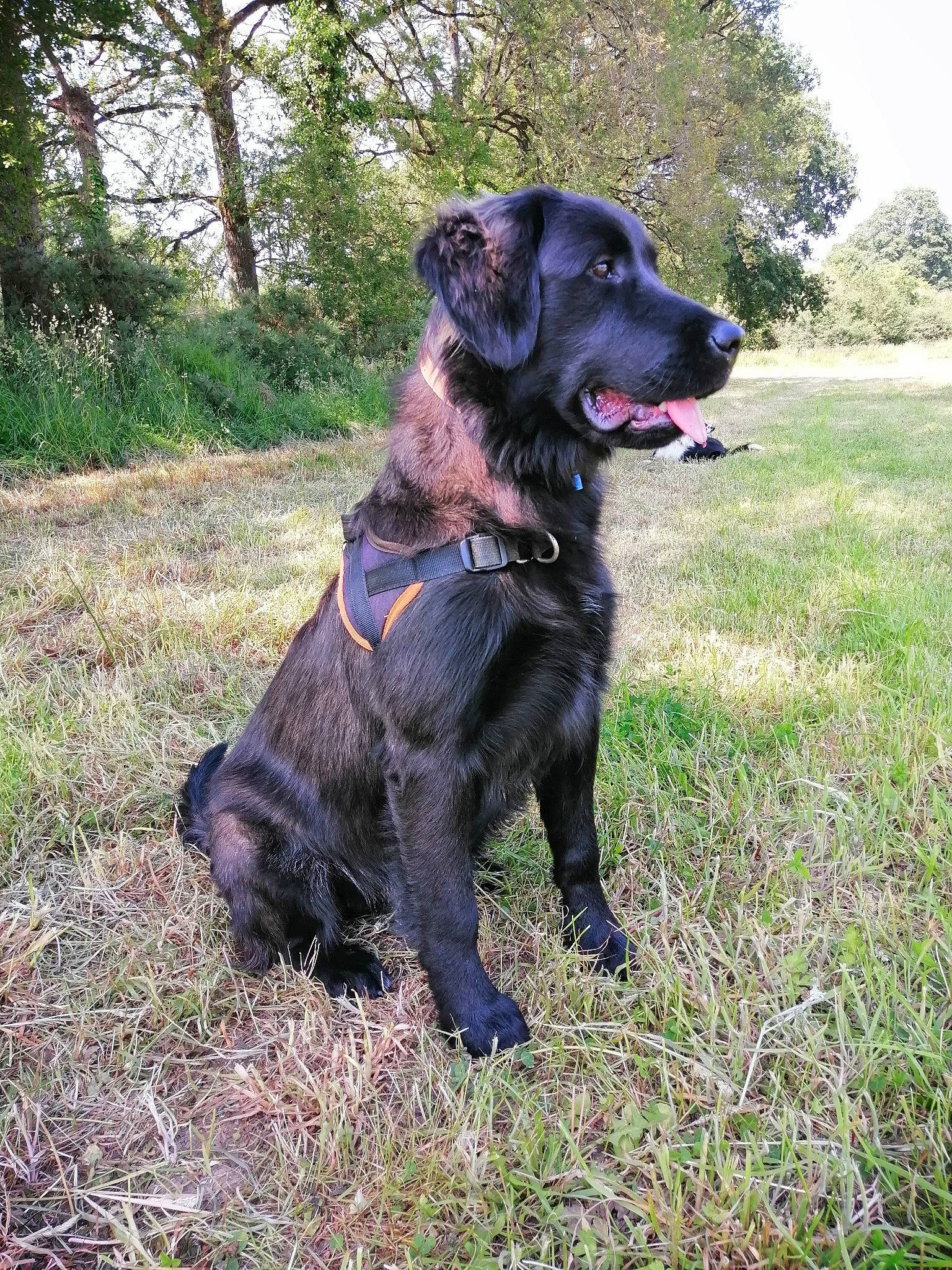 Thelma a rejoint le concours — aidez-le/la à gagner de superbes lots ! borador, canidae, carnivore, collar, companion_dog, dog, dog_breed, dog_collar, fur, grass, gun_dog, hunting_dog, plant, retriever, sky, sporting_group, tree, working_animal