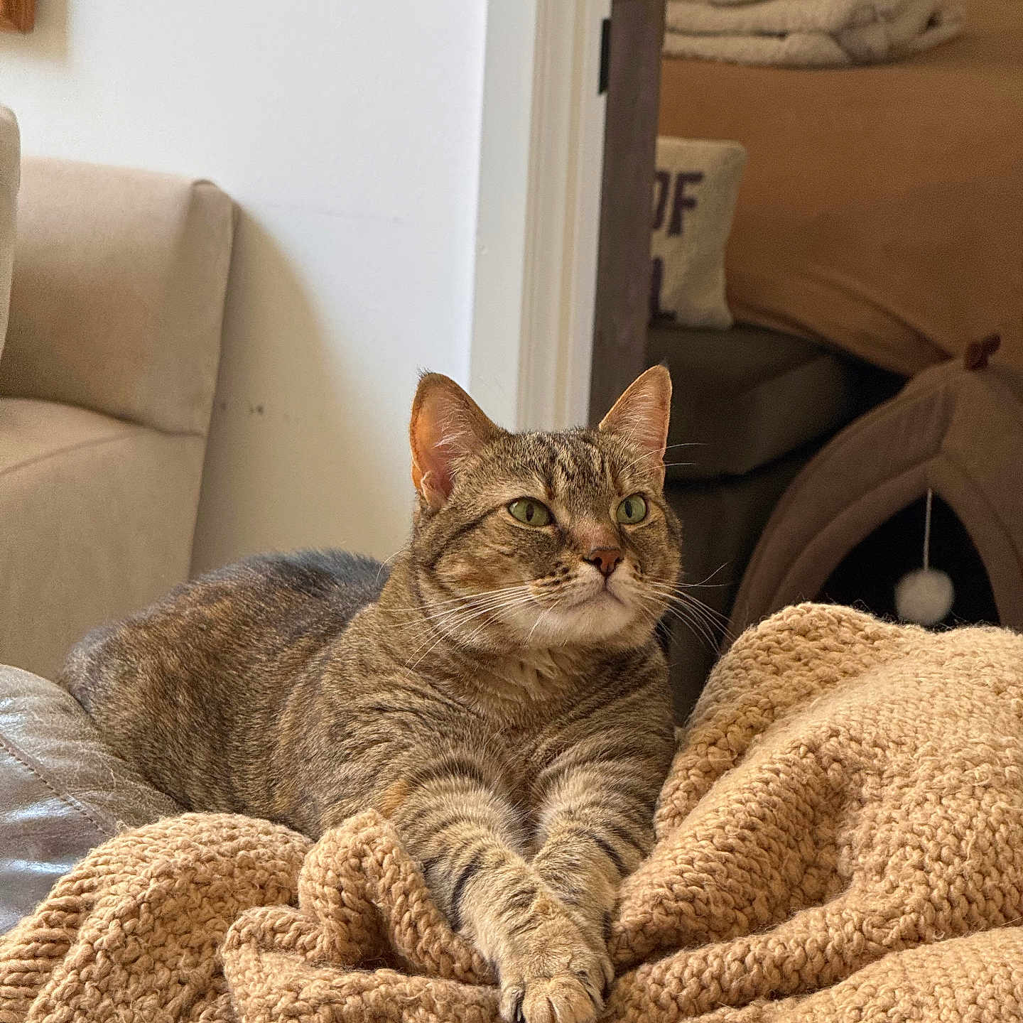 Sabrina is registered to the contest to win money with this photo: cat, tabby_cat, pet, animal, feline, indoor, blanket, knitted, cozy, brown, beige, relaxed, resting, sofa, living_room, household, cute, fur, whiskers, ears