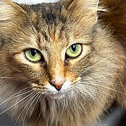 Mila is registered to the contest to win money with this photo: cat, feline, green_eyes, whiskers, fur, long_hair, close_up, portrait, pet, tabby, face, ears, nose, muzzle, stare, indoor, domestic_animal, whisker_detail, soft_texture, eye_contact