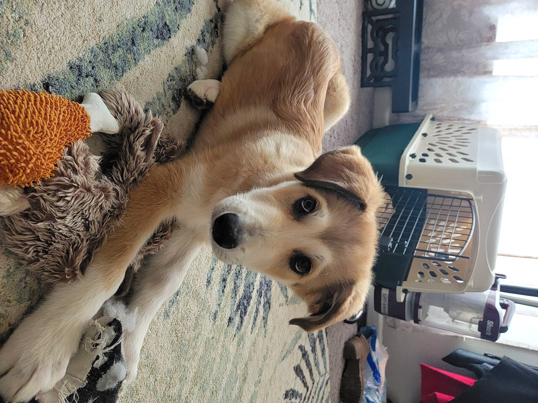 Finnigan joined the competition — help win amazing prizes! canidae, carnivore, collar, companion_dog, dog, dog_breed, dog_collar, dog_supply, fawn, fur, leash, non_sporting_group, paw, retriever, room, snout, sporting_group, street_dog, whiskers, working_animal