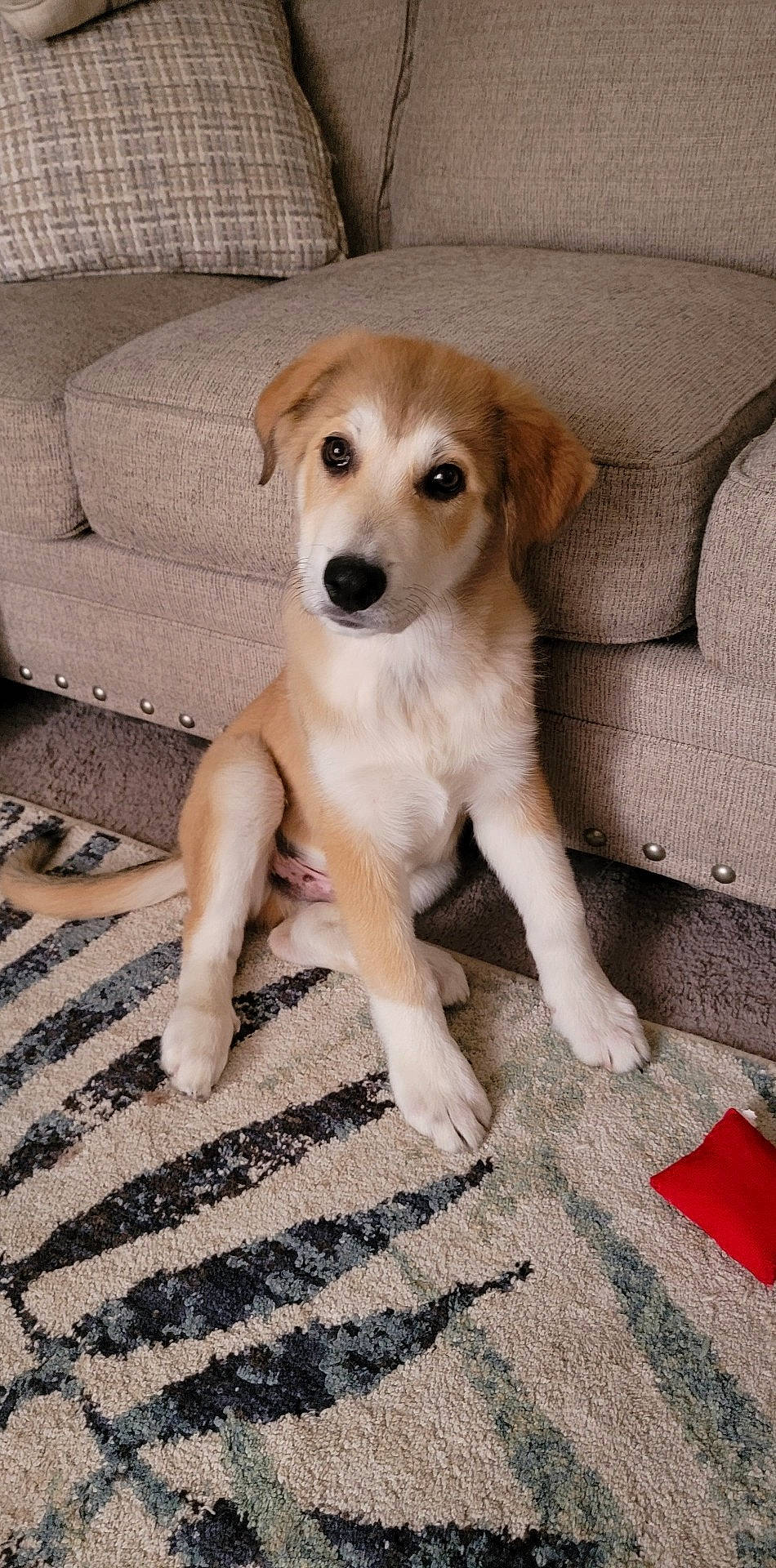 Finnigan joined the competition — help win amazing prizes! ball, carnivore, companion_dog, couch, dog, dog_breed, fawn, floor, flooring, hardwood, paw, sleeper_chair, sporting_group, street_dog, tail, terrestrial_animal, whiskers, wood, working_animal, working_dog