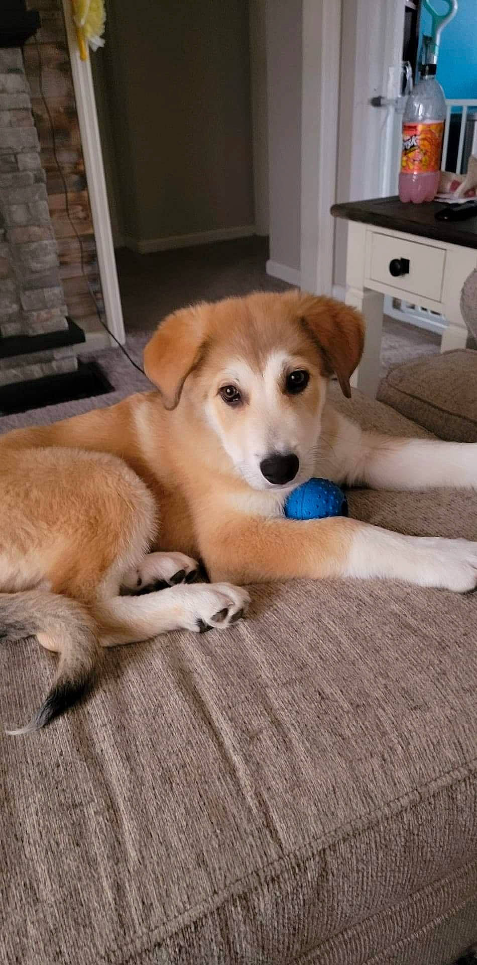 Finnigan is registered to the contest to win money with this photo: cabinetry, canidae, carnivore, chest_of_drawers, coffeemaker, companion_dog, dog, dog_breed, drawer, fawn, flooring, hardwood, home_appliance, kitchen_appliance, paw, snout, sporting_group, tail, wood, working_animal