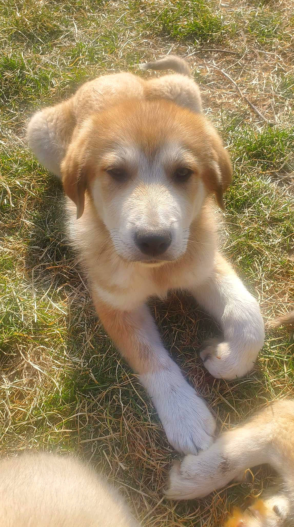 Finnigan joined the competition — help win amazing prizes! ancient_dog_breeds, canidae, carnivore, companion_dog, dog, dog_breed, fur, grass, hunting_dog, liver, plant, puppy, retriever, soil, sporting_group, street_dog, tail, terrestrial_animal, whiskers