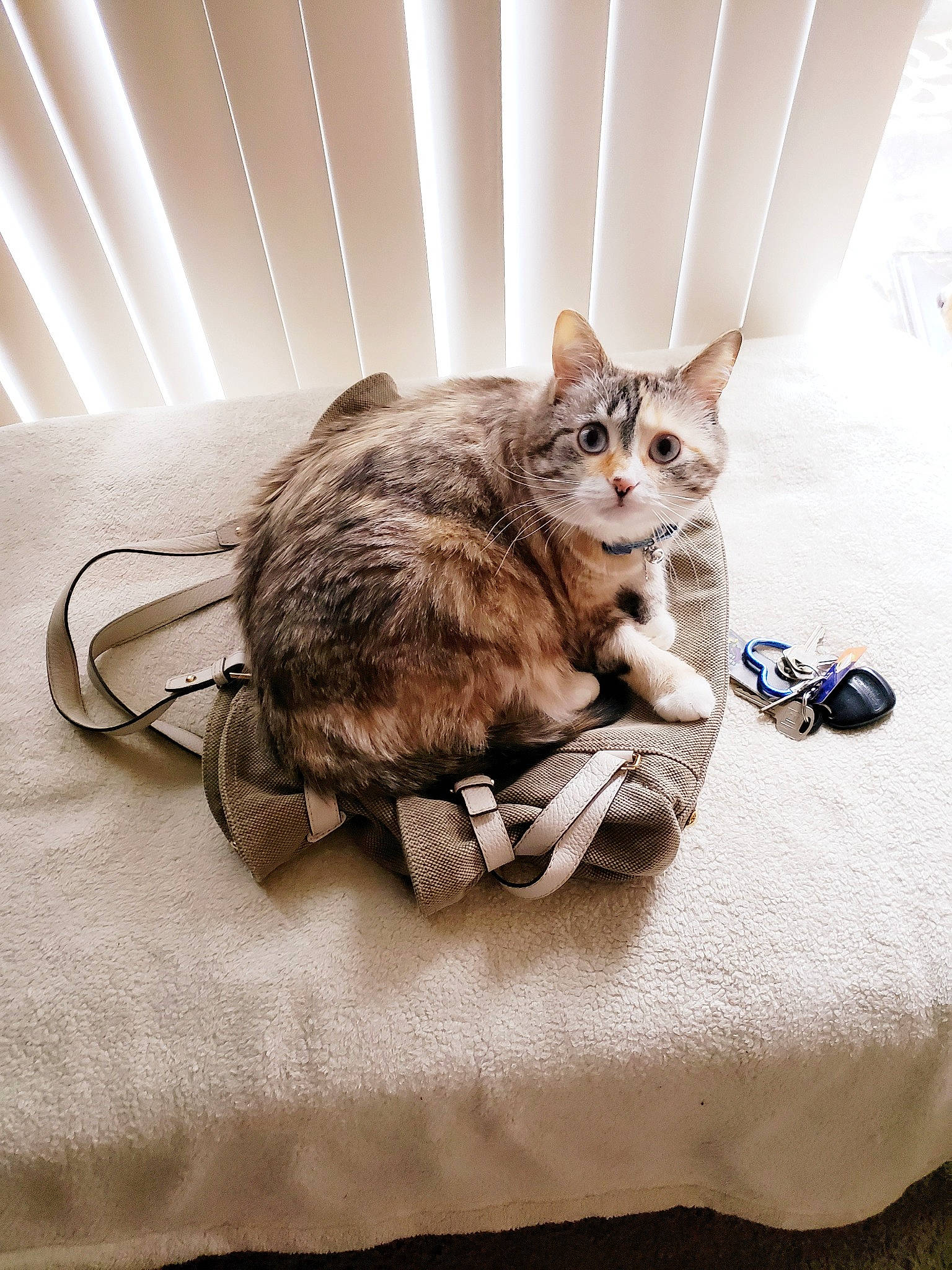 Lilly joined the competition — help win amazing prizes! bedding, carnivore, cat, claw, comfort, domestic_short_haired_cat, felidae, flooring, fur, grey, linens, paw, room, sitting, small_to_medium_sized_cats, tail, whiskers, wood