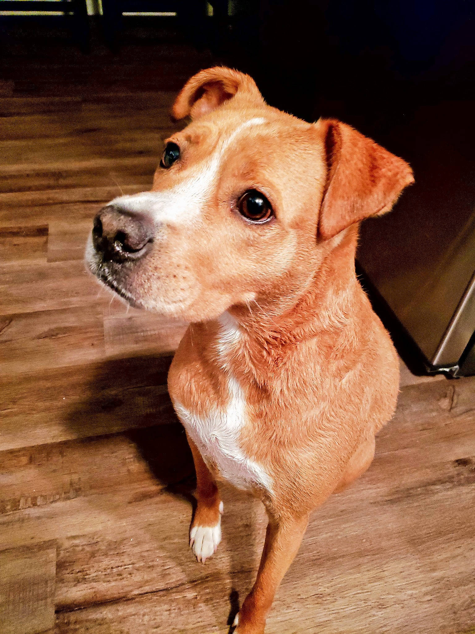 Gunner joined the competition — help win amazing prizes! canidae, carnivore, companion_dog, dog, dog_breed, dog_collar, fawn, flooring, fur, hardwood, liver, pet_supply, plank, snout, sporting_group, terrestrial_animal, whiskers, wood, wood_stain, working_animal