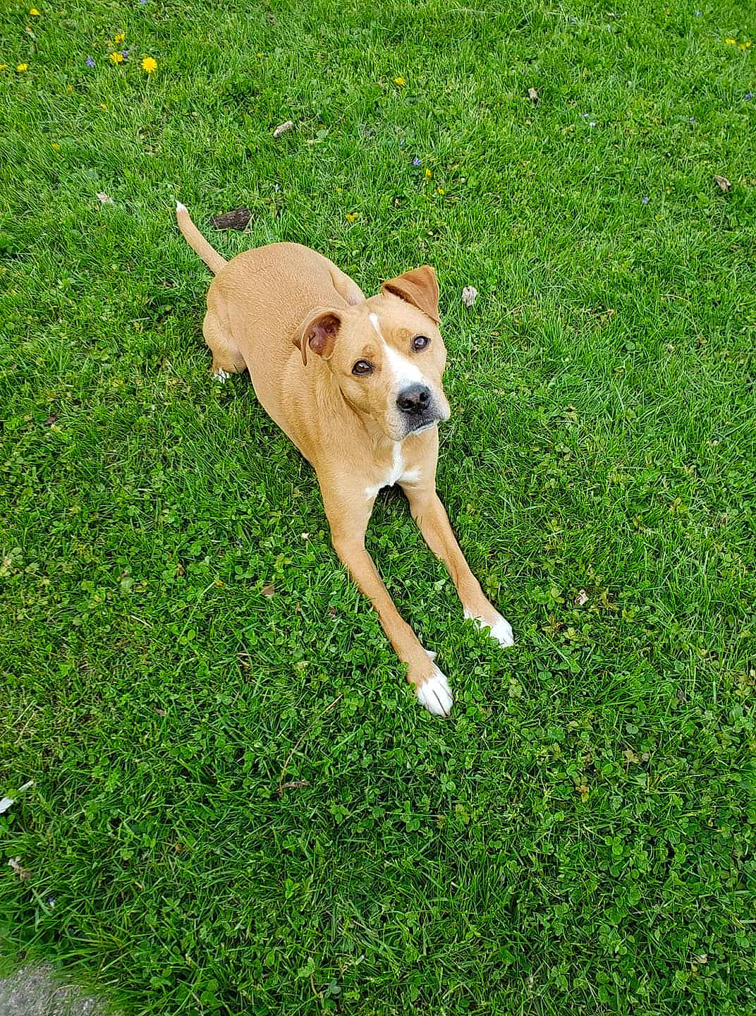 Gunner is registered to the contest to win money with this photo: canidae, carnivore, companion_dog, dog, dog_breed, fawn, grass, grassland, groundcover, lawn, non_sporting_group, pasture, people_in_nature, plant, snout, sporting_group, tail, terrestrial_animal, toy_dog, working_animal