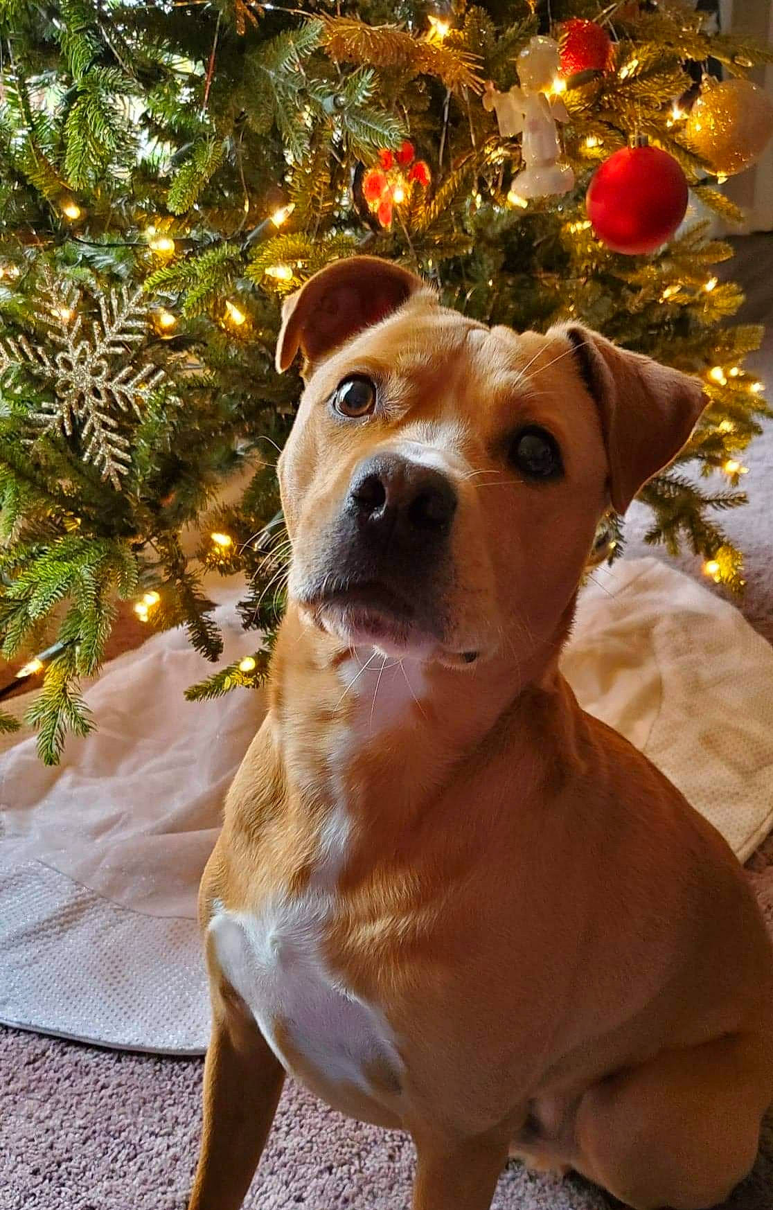 Gunner is registered to the contest to win money with this photo: carnivore, christmas, christmas_decoration, christmas_ornament, christmas_tree, companion_dog, dog, dog_breed, event, evergreen, fawn, holiday, holiday_ornament, light, ornament, plant, snout, tree, whiskers, winter