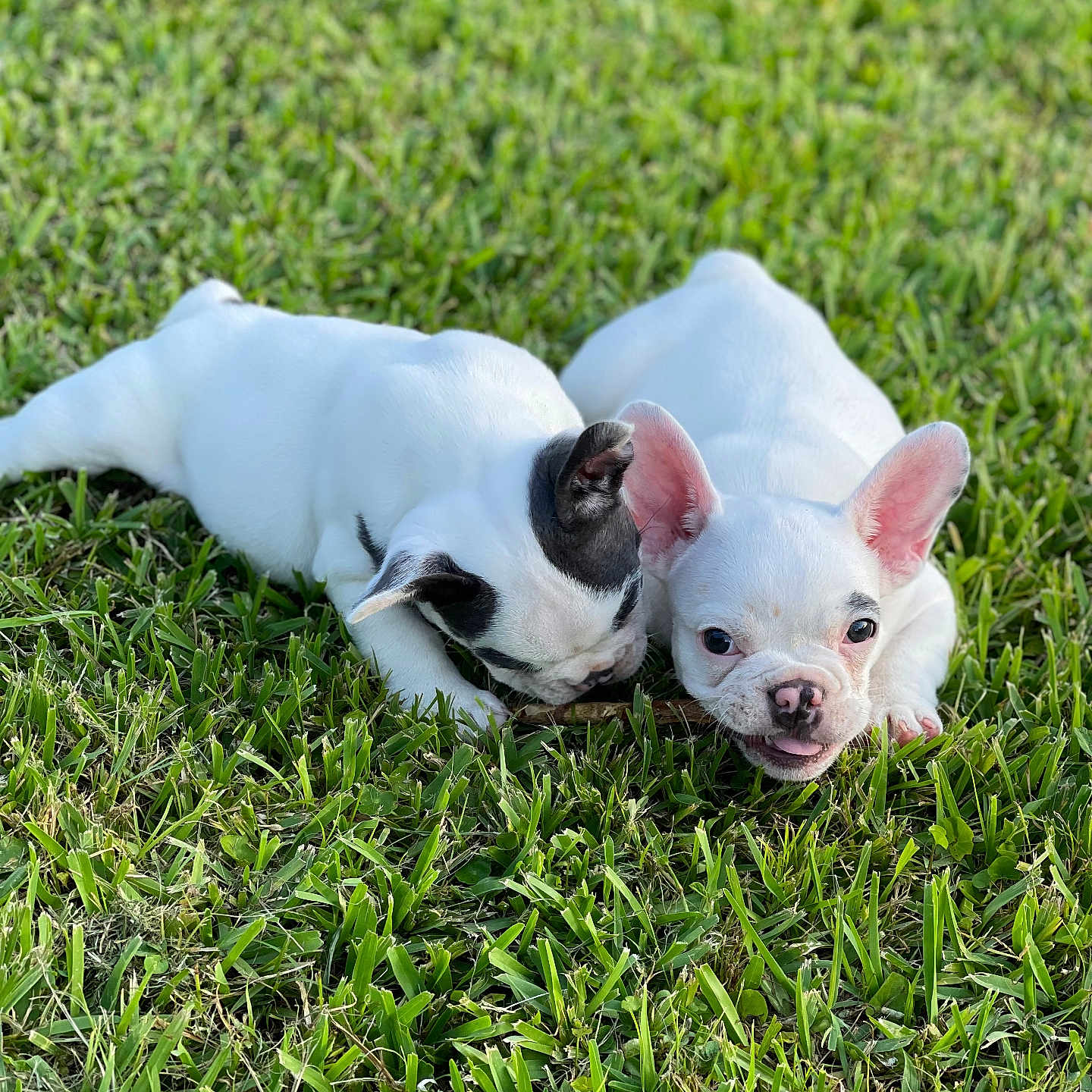 Guerro And Gordo