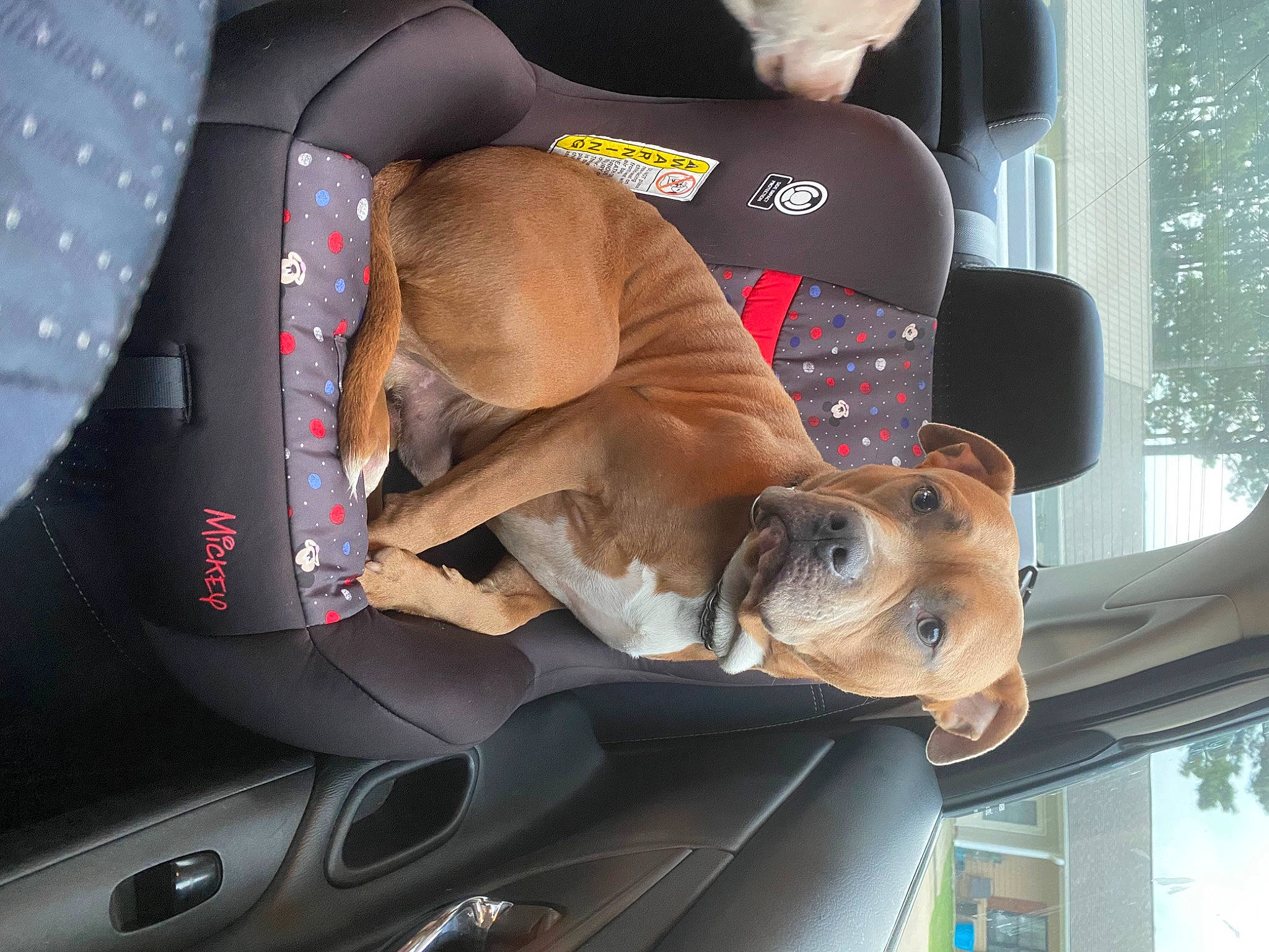 Whiskey is registered to the contest to win money with this photo: auto_part, automotive_design, automotive_exterior, automotive_lighting, automotive_mirror, automotive_wheel_system, car, car_seat, car_seat_cover, carnivore, dog, family_car, fawn, hood, motor_vehicle, personal_luxury_car, trunk, vehicle, vehicle_door, window