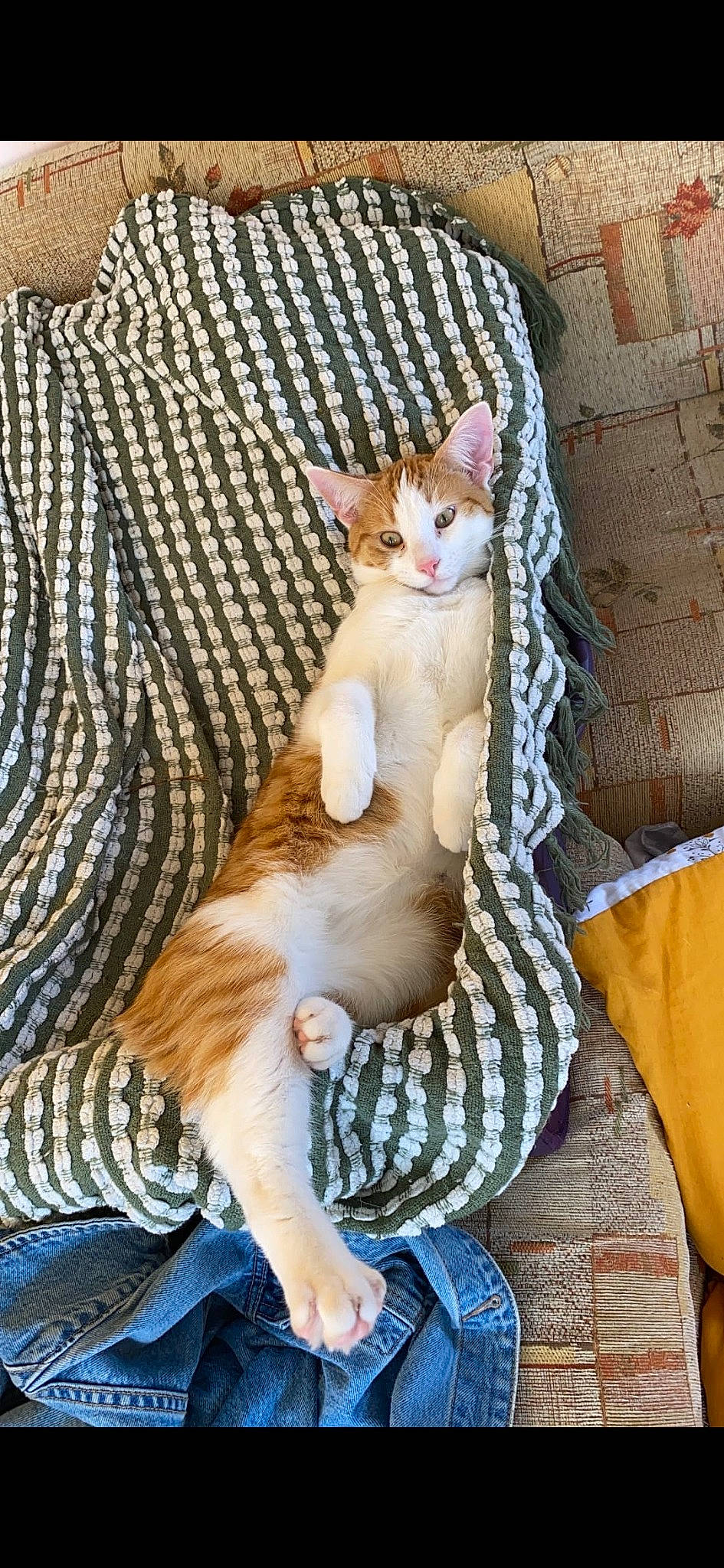 Whiskey joined the competition — help win amazing prizes! carnivore, cat, comfort, couch, domestic_short_haired_cat, fawn, felidae, fur, lap, pattern, paw, plant, small_to_medium_sized_cats, tail, textile, thread, tree, whiskers, wood, wool