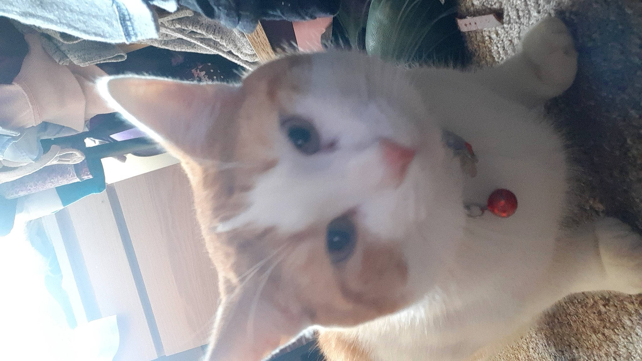 Whiskey joined the competition — help win amazing prizes! balinese, carnivore, cat, domestic_short_haired_cat, ear, eye, fawn, felidae, fur, paw, small_to_medium_sized_cats, snout, tail, whiskers