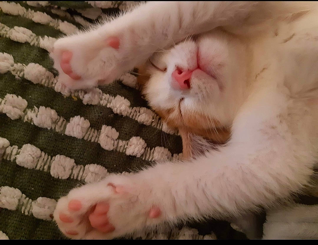 Whiskey joined the competition — help win amazing prizes! carnivore, cat, claw, close_up, comfort, fawn, felidae, flesh, foot, fur, nail, natural_material, paw, small_to_medium_sized_cats, tail, terrestrial_animal, whiskers, white