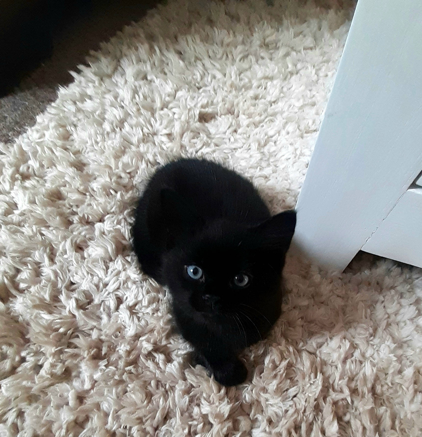 Sirius is registered to the contest to win money with this photo: black_cat, bombay, carnivore, cat, cat_bed, cat_supply, comfort, dog_breed, domestic_short_haired_cat, felidae, flooring, fur, grey, small_to_medium_sized_cats, snout, tail, terrestrial_animal, whiskers