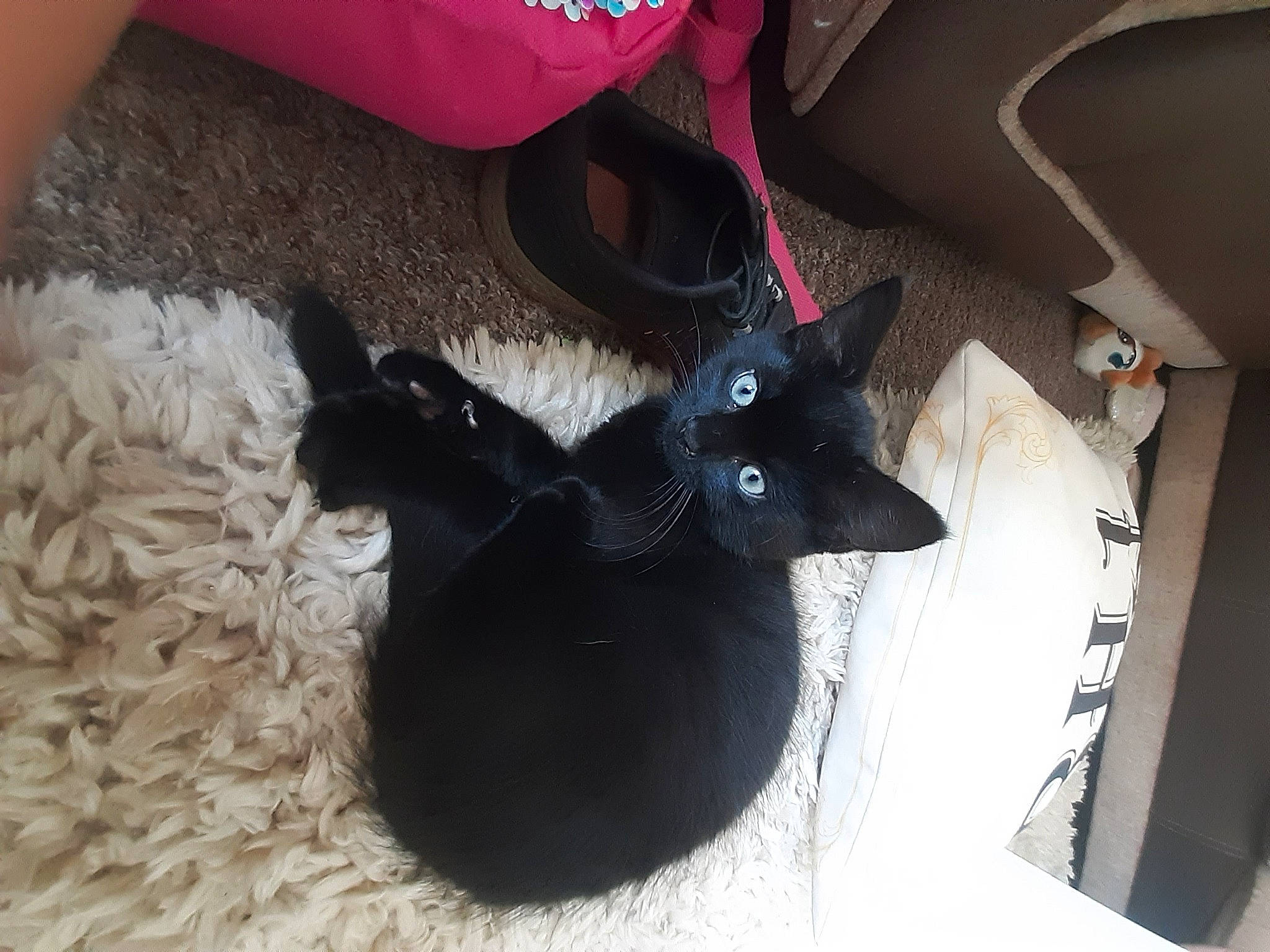 Sirius joined the competition — help win amazing prizes! black_cat, bombay, carmine, carnivore, cat, cat_supply, claw, comfort, dog_breed, domestic_short_haired_cat, fawn, felidae, flooring, fur, pet_supply, small_to_medium_sized_cats, snout, tail, whiskers, window