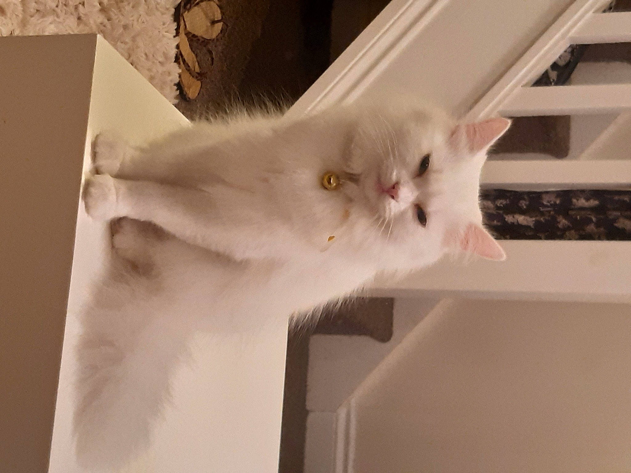 Malibu is registered to the contest to win money with this photo: carnivore, cat, domestic_short_haired_cat, ear, fawn, felidae, flooring, fur, paw, plaster, room, small_to_medium_sized_cats, snout, tail, whiskers, window, wood