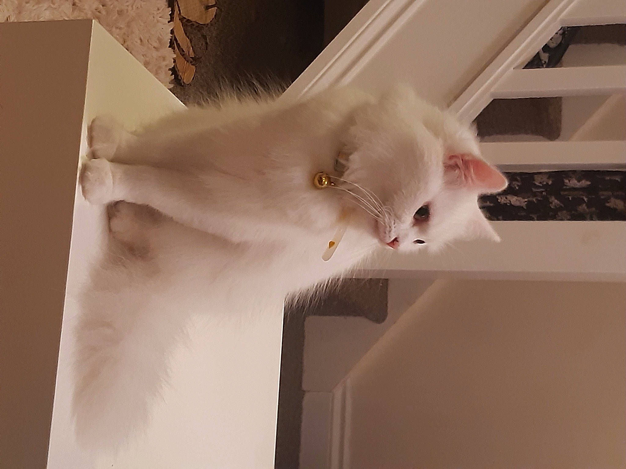 Malibu joined the competition — help win amazing prizes! carnivore, cat, ceiling, domestic_short_haired_cat, ear, fawn, felidae, fur, gesture, paw, plaster, room, small_to_medium_sized_cats, snout, tail, whiskers, wood