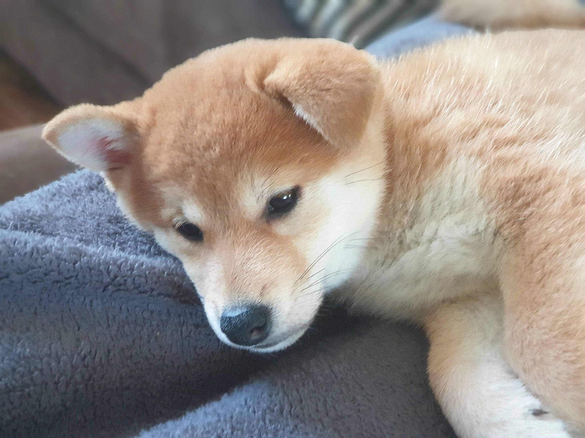 Yuki participe au concours pour gagner de l'argent avec cette photo : ancient_dog_breeds, canidae, carnivore, companion_dog, dog, dog_breed, fawn, fur, non_sporting_group, snout, sporting_group, tail, terrestrial_animal, whiskers, working_animal