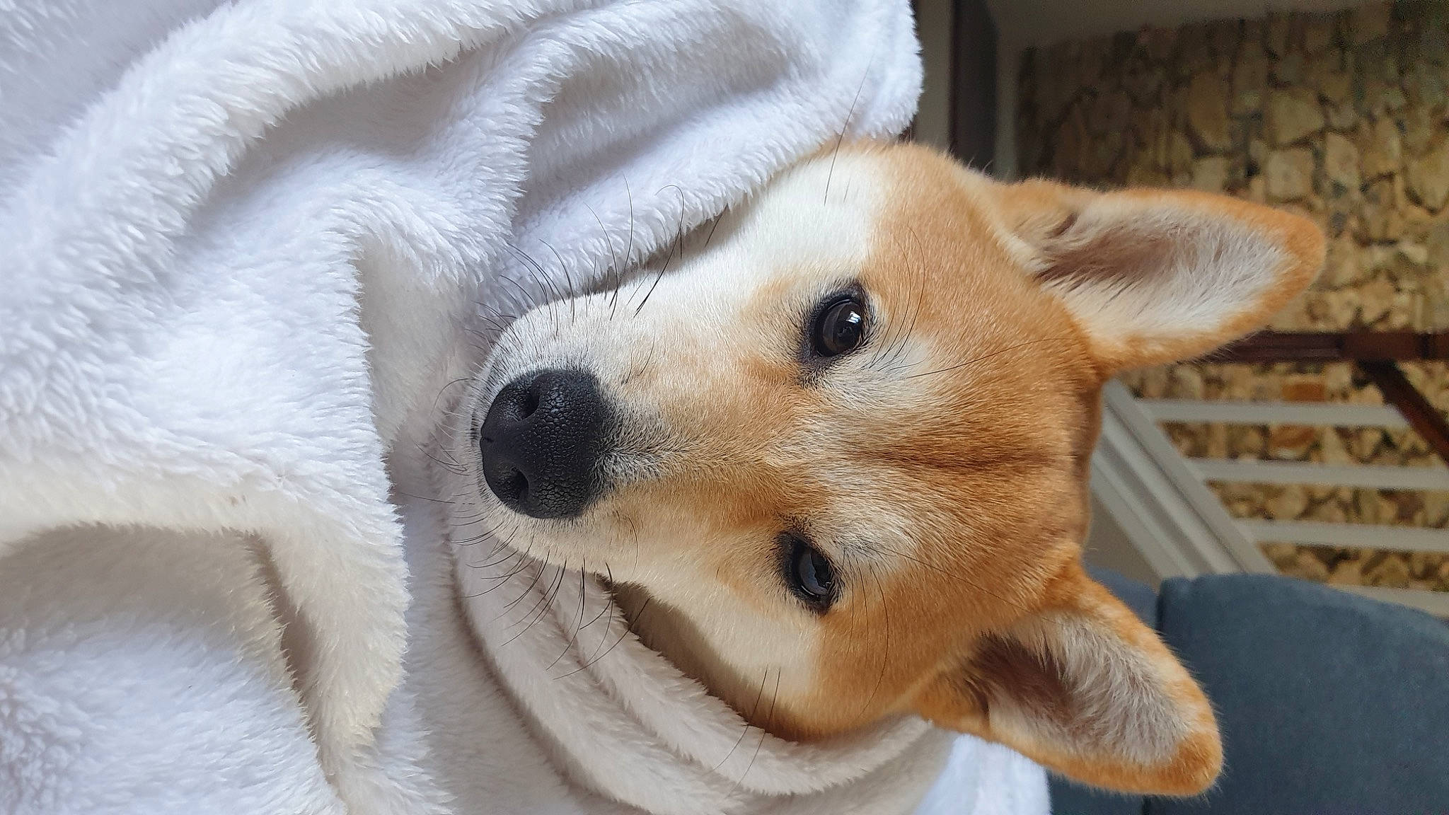 Yuki a rejoint le concours — aidez-le/la à gagner de superbes lots ! canidae, carnivore, collar, companion_dog, dog, dog_breed, dog_collar, dog_supply, ear, eyelash, fawn, fur, non_sporting_group, sporting_group, terrestrial_animal, whiskers, wildlife, working_animal