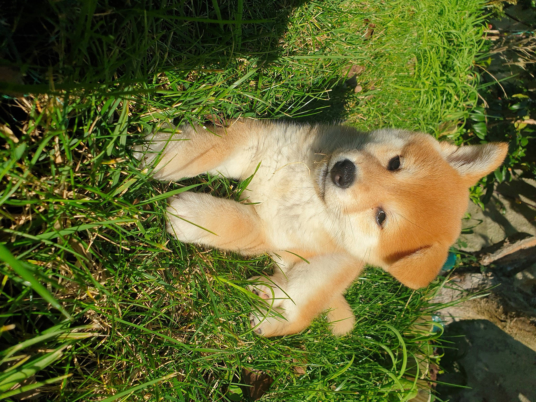 Yuki participe au concours pour gagner de l'argent avec cette photo : big_cats, carnivore, companion_dog, dog, dog_breed, fawn, felidae, fox, fur, german_spitz_mittel, grass, plant, pomeranian, spitz, tail, terrestrial_animal, toy, whiskers, wildlife, working_animal