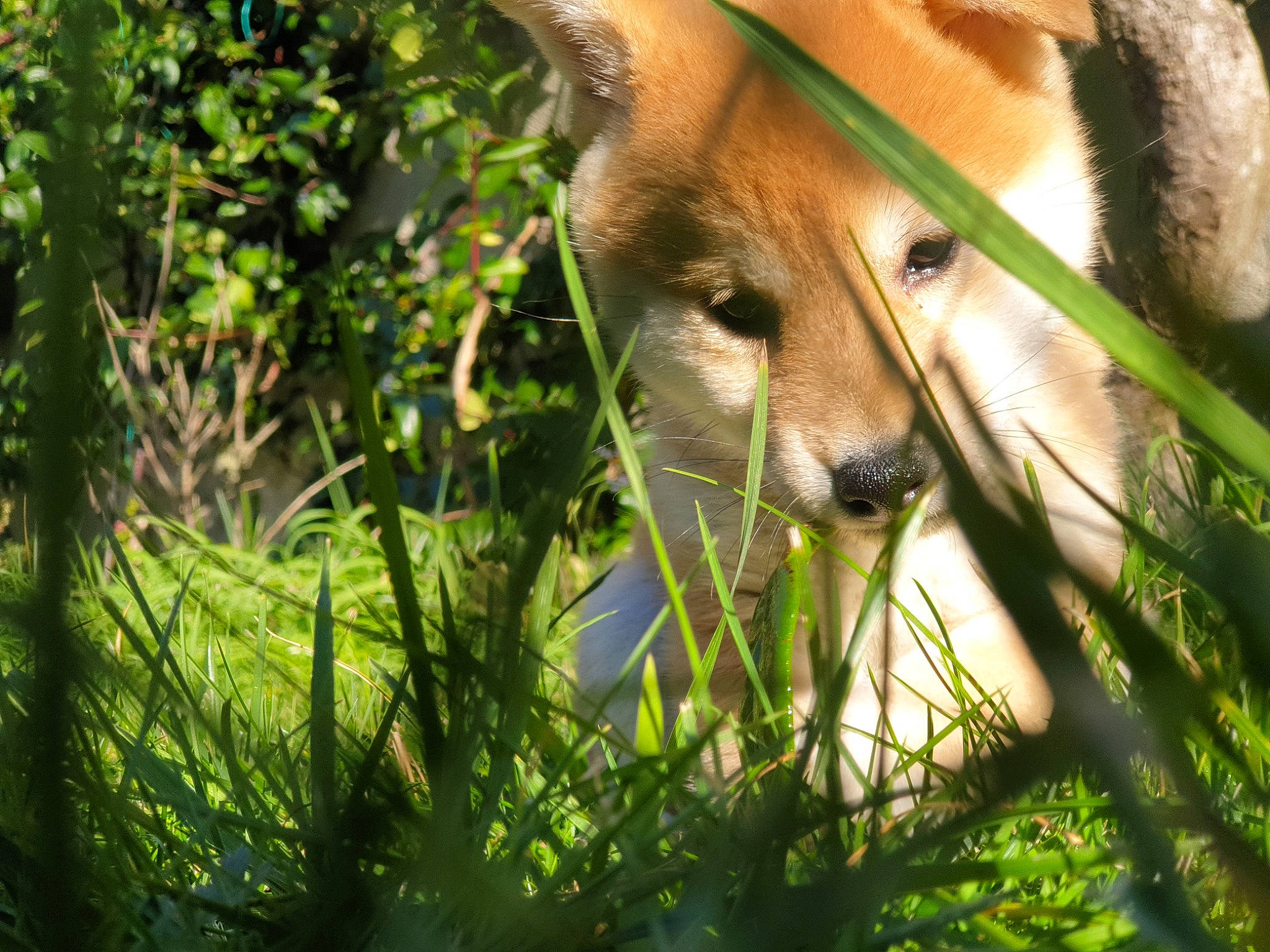 Yuki participe au concours pour gagner de l'argent avec cette photo : ancient_dog_breeds, canis, carnivore, collie, companion_dog, dingo, dog, dog_breed, fawn, forest, fur, grass, plant, puppy, spitz, street_dog, terrestrial_animal, whiskers, wildlife, working_dog
