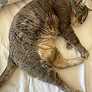 Biscotte a rejoint le concours — aidez-le/la à gagner de superbes lots ! cat, tabby_cat, pet, sleeping, bed, blanket, feline, fur, animal, indoor, cozy, resting, domestic_animal, whiskers, paw, tail, cute, soft, relaxed, sleep