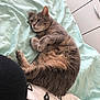 Biscotte participe au concours pour gagner de l'argent avec cette photo : cat, tabby, gray_cat, pet, bed, blanket, furniture, indoor, resting, fur, whiskers, animal, sleepy, cozy, domestic, cute, relaxed, soft, comfortable, household